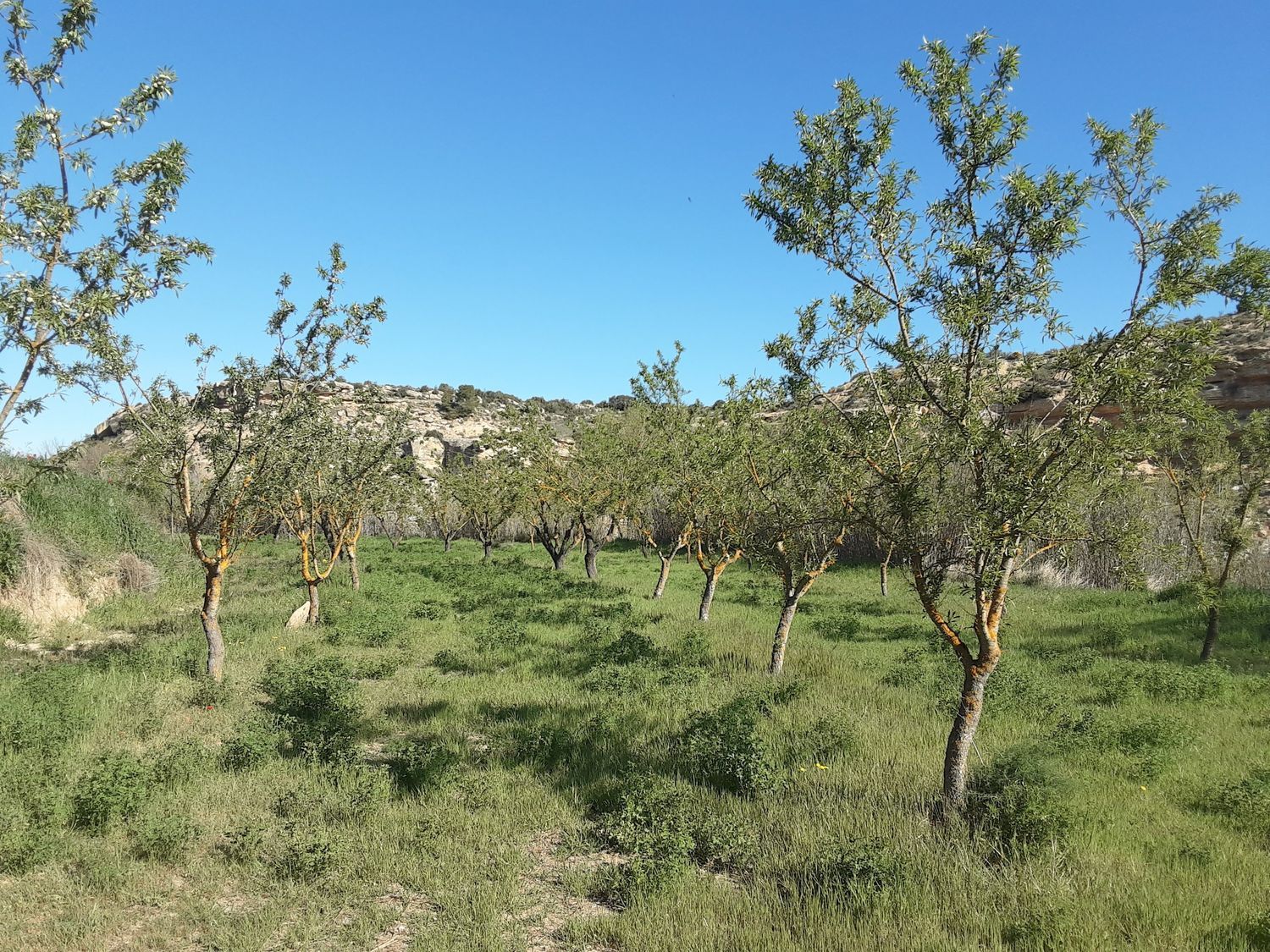 Finca rústica en Huerta Zaragoceta s/n - Foto 29