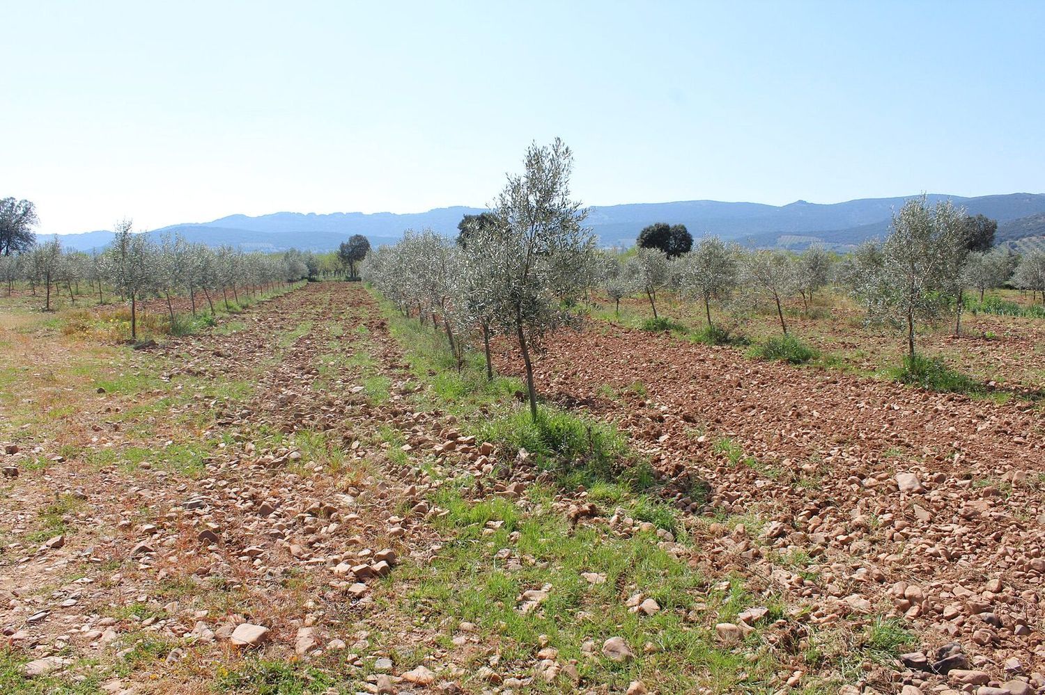 Finca rústica en Cr-7131, 1 km - Foto 19