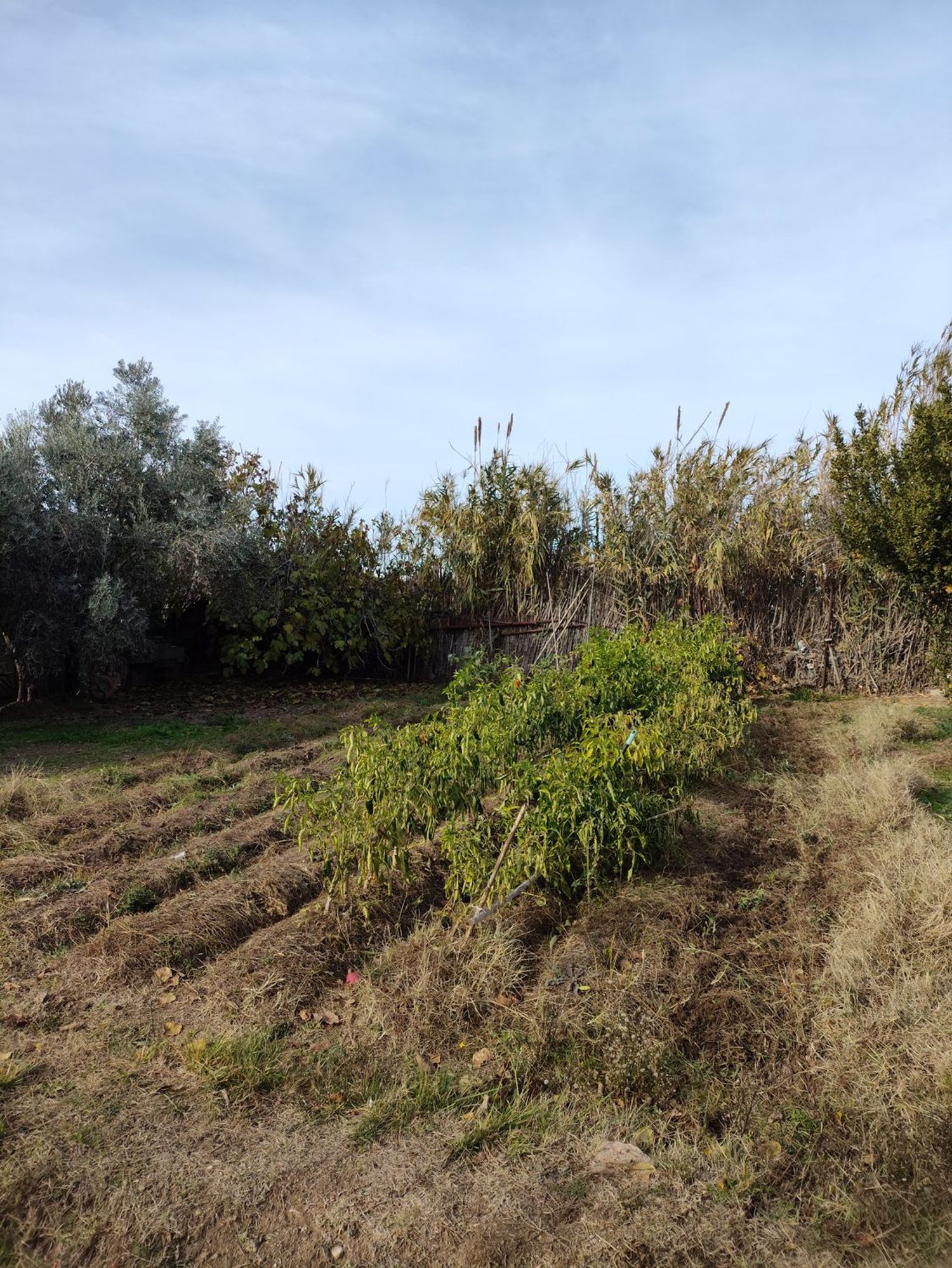 Casa rural en camino Enmedio s/n sn - Foto 15