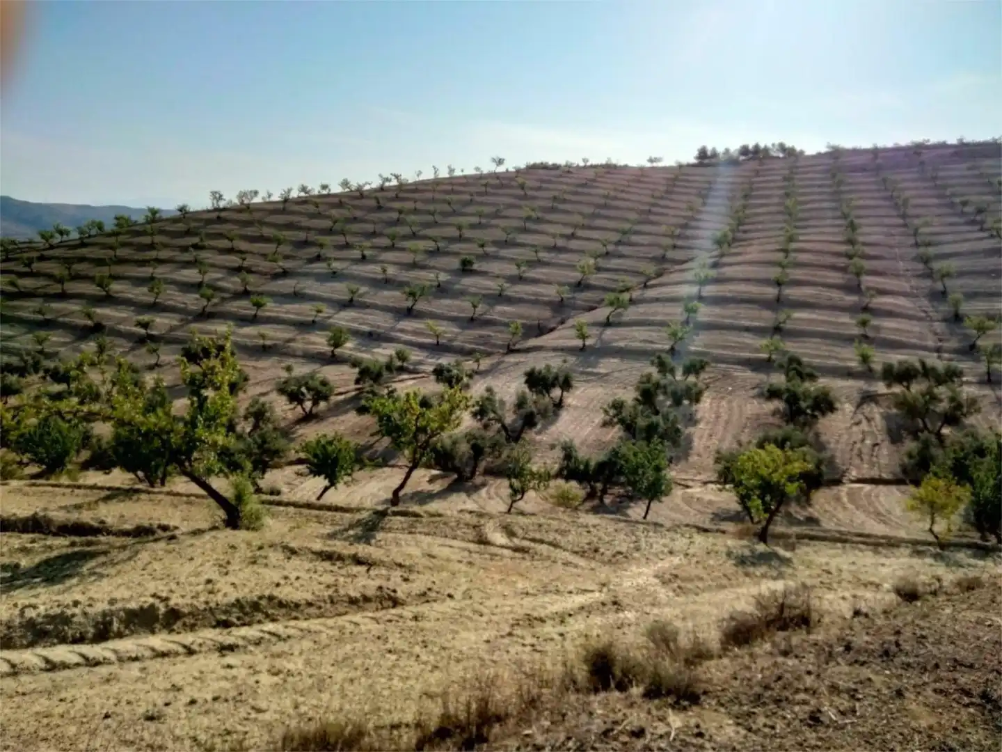 Finca rústica en  Camino de La Malaha 14 - Foto 2