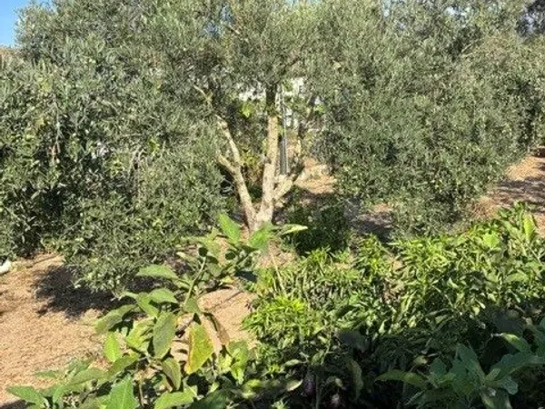Casa o chalet independiente en Calle Vison, 13, Cuatro Pinos-El Carmen - Foto 32
