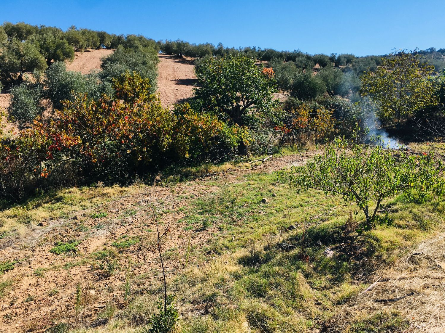 Finca rústica en Camino de las Alcobillas s/n - Foto 7