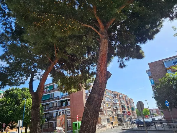 Piso en San Nicasio, San Nicasio - Foto 19