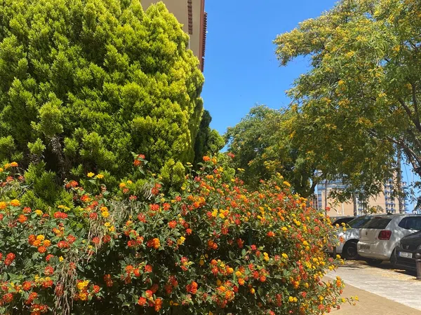 Piso en Avenida del Sol, 18, Hacienda Torrequebrada - Foto 22