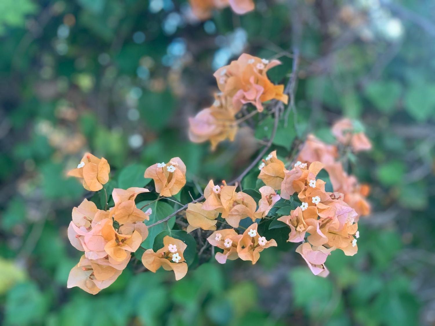 Piso en calle Olivos, 17 - Foto 20