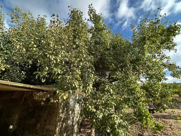 Casa o chalet independiente en Tolox, 1 - Foto 21