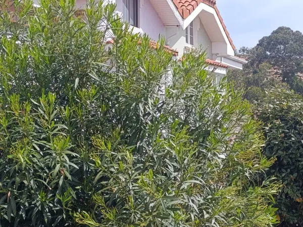 Chalet pareado en Urbanización Chalets la Tierruca Cisneros, 1 - Foto 29
