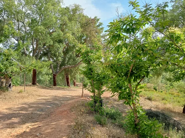Finca rústica en Hv-3113 s/n - Foto 4