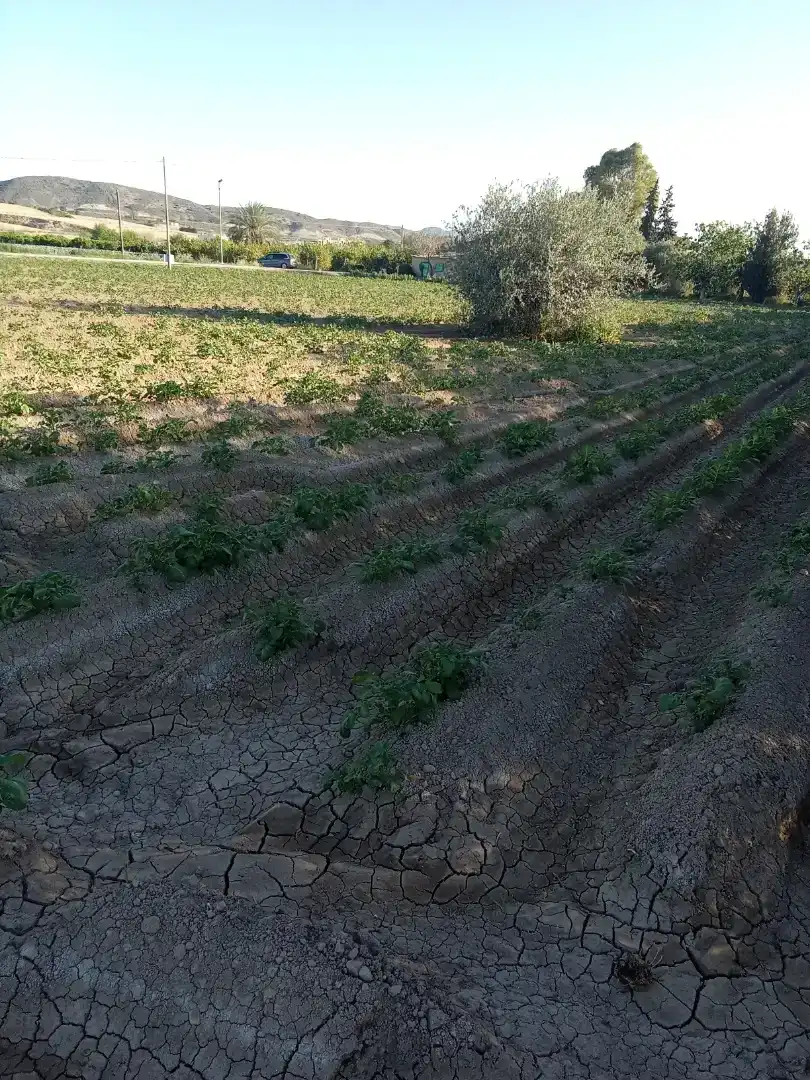 Finca rústica en  Carril de los Murcia 5 - Foto 11