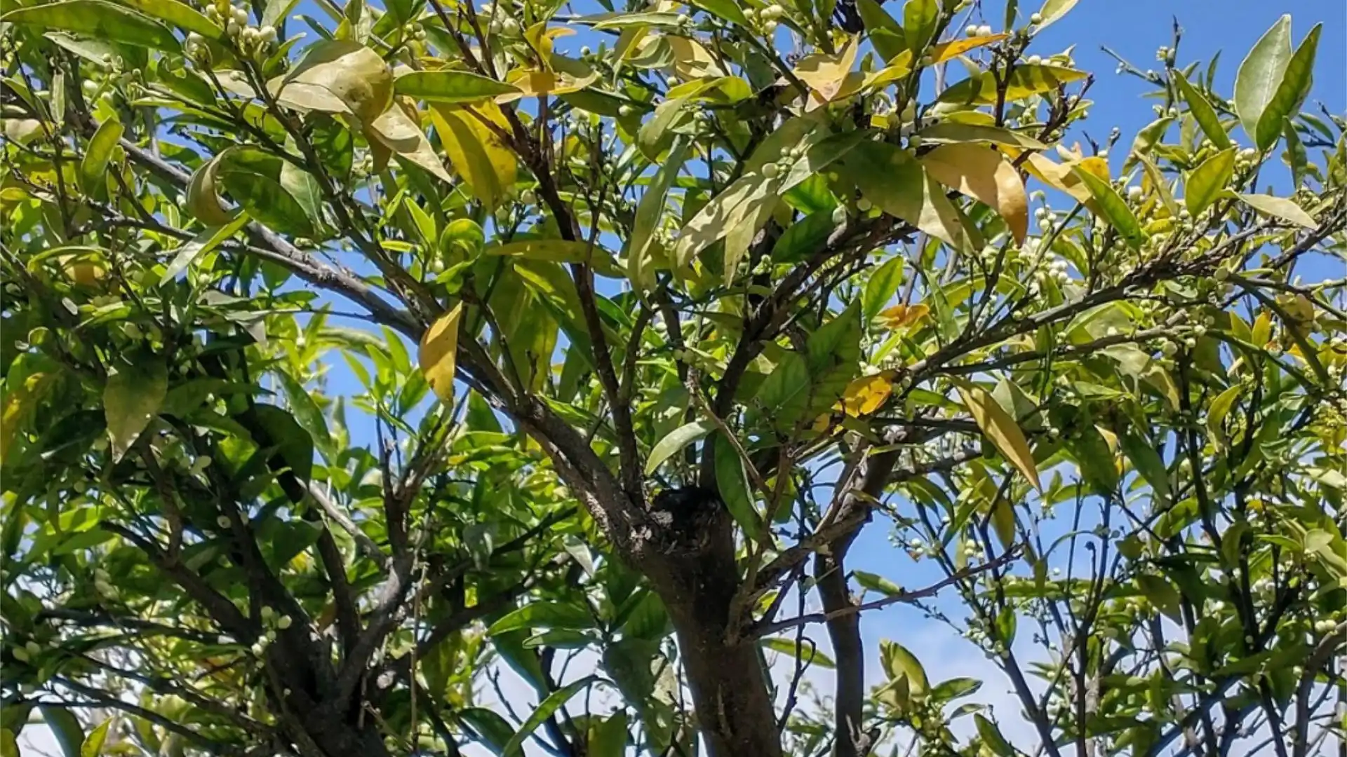 Chalet en  Calle las Buganvillas 27 - Foto 54