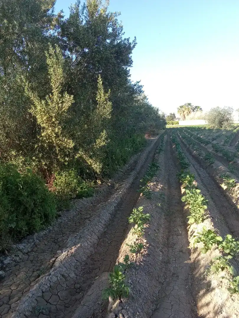 Finca rústica en  Carril de los Murcia 5 - Foto 13