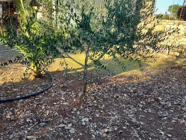 Finca rústica en Cañada Real Soriana, 12 - Foto 9