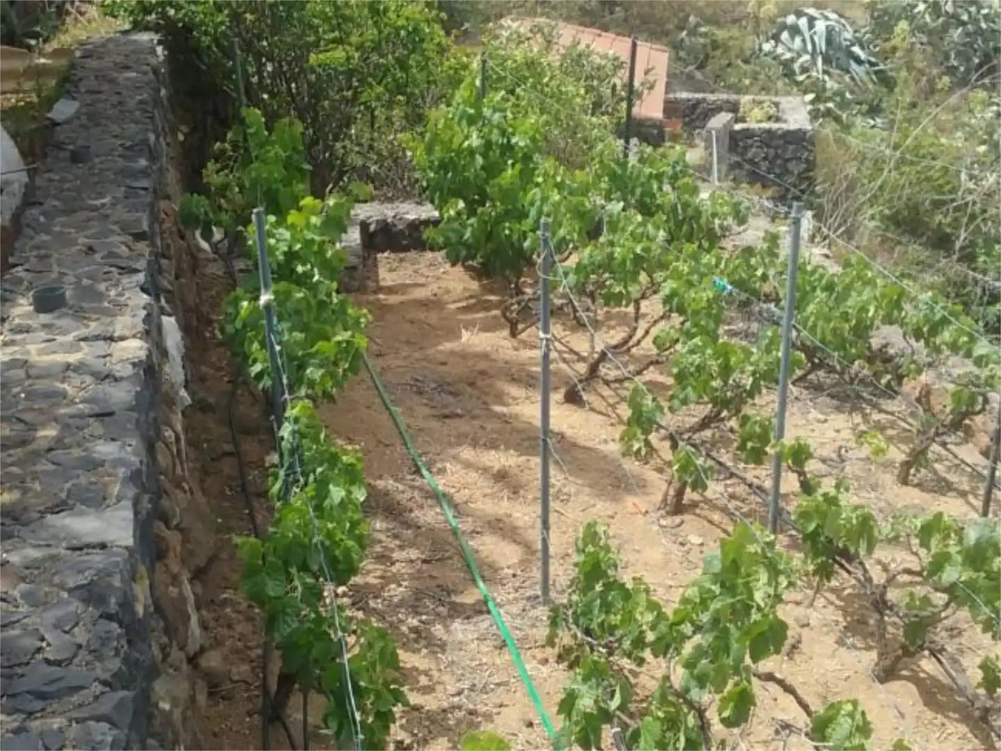 Finca rústica en  Carretera el Palmar 18 - Foto 11