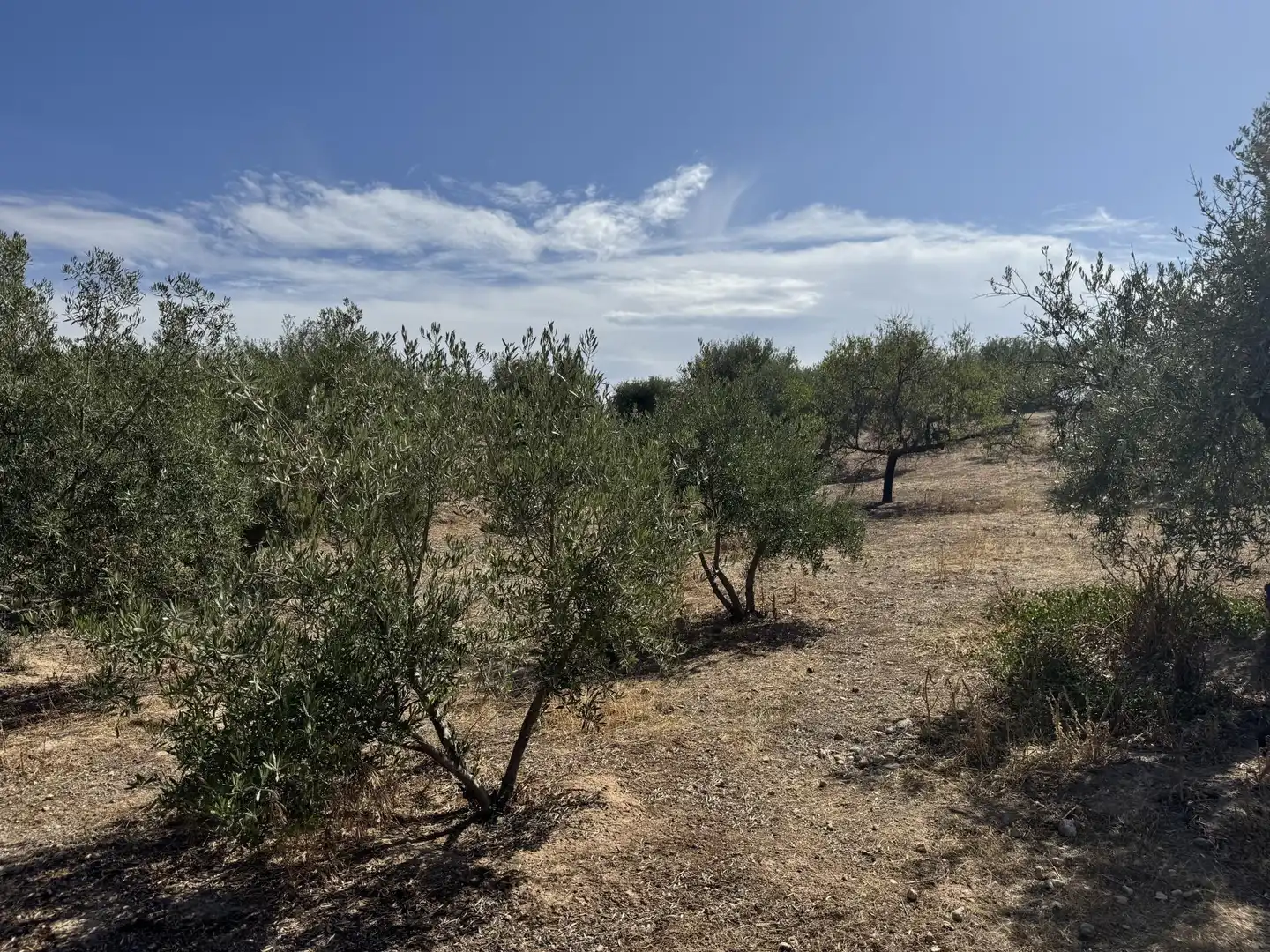 Finca rústica en  Prolongación Cañada del Tovar 34 - Foto 9