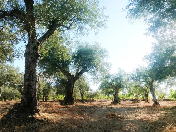 Finca rústica en Ex-203 s/n - Foto 2