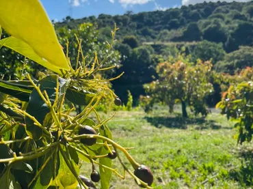 Finca rústica en  Diseminado Pedregales 180 - Foto 9