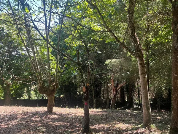 Finca rústica en Suelo polígono 149, 84, O Carme - Recatelo, O Carme - Recatelo - Foto 6