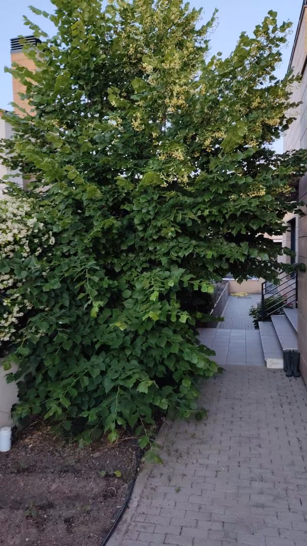 Planta baja en  Calle Albinoni 32 - Foto 7