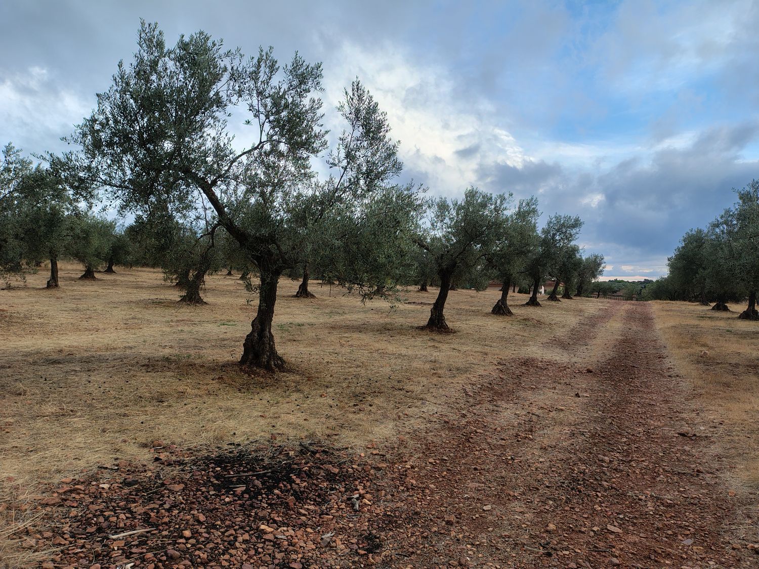Cortijo en Cortijo en Ex-323 s/n - Foto 30