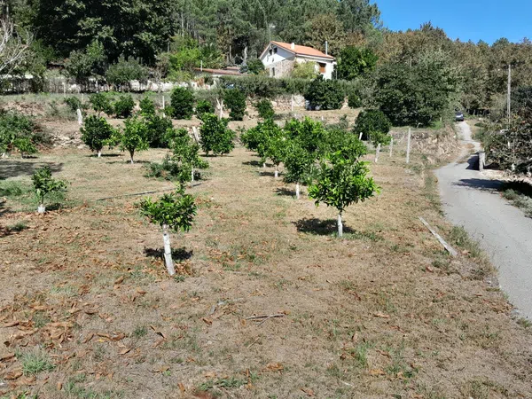 Finca rústica en Alboredos s/n - Foto 11