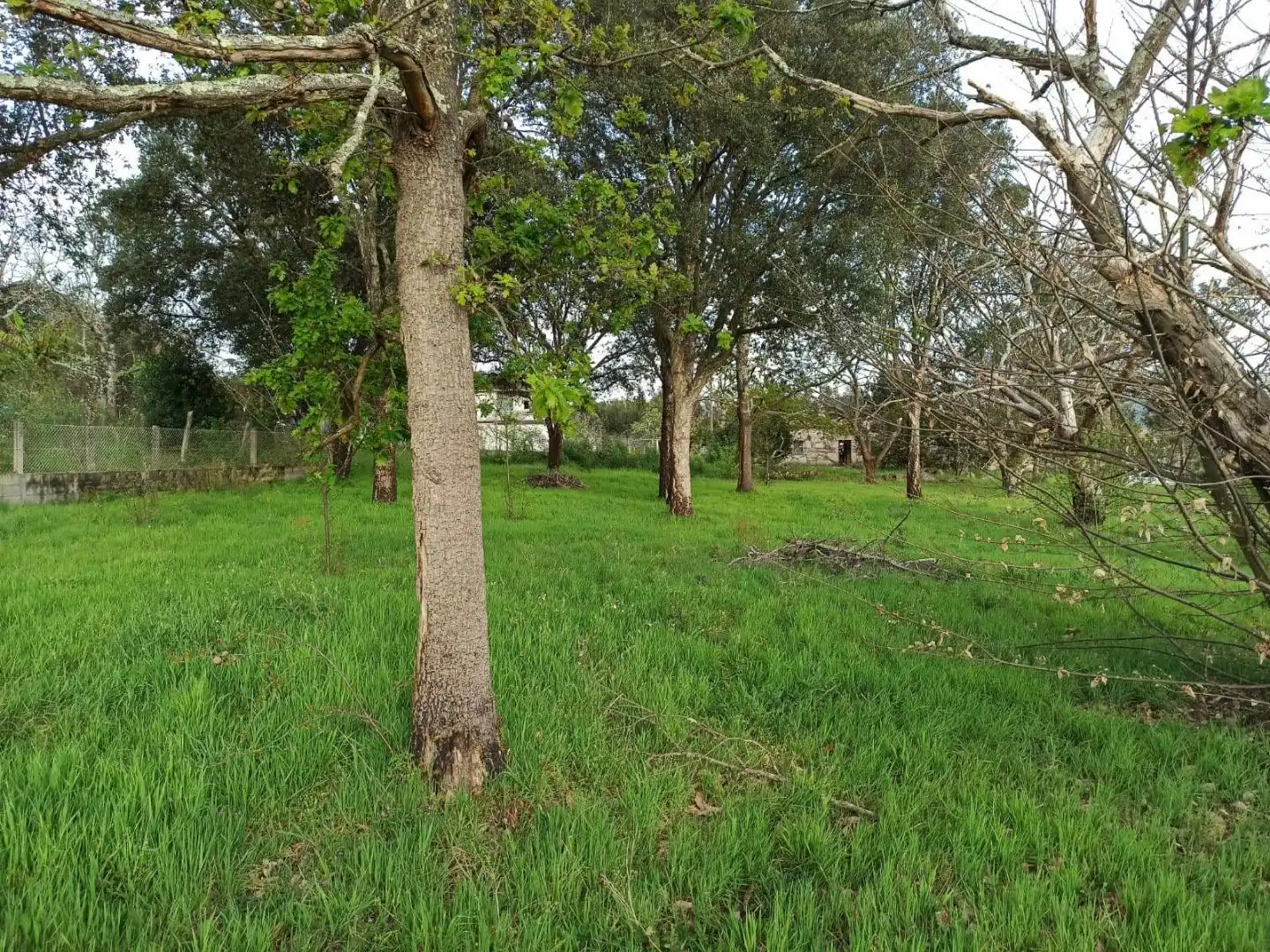 Planta baja en  Rúa Doutor Martínez Rodríguez 22 - Foto 33