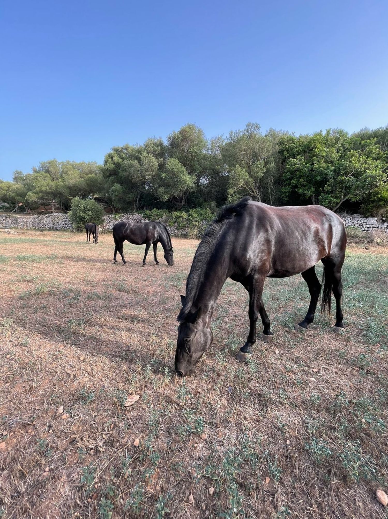 Casa rural en Calle de sa Pleta, 1, Ciutadella, Ciutadella - Foto 15