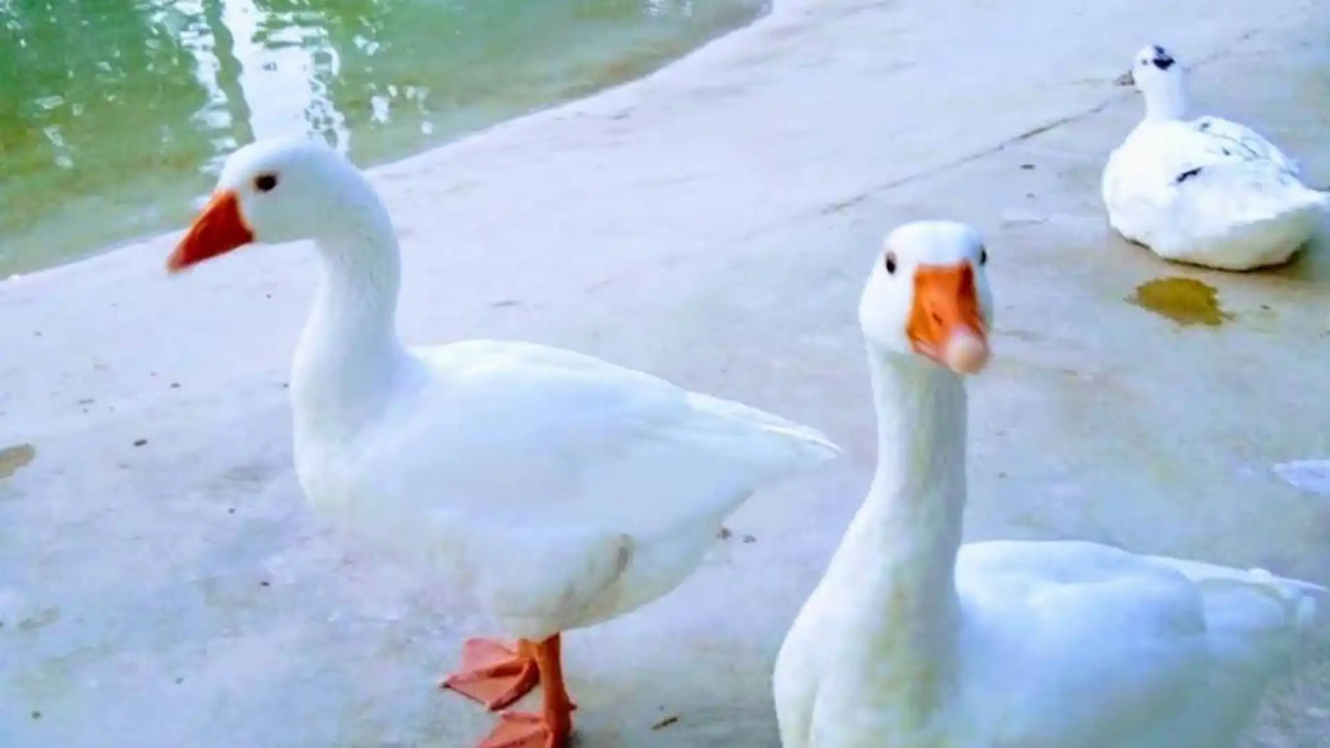 Piso en  Calle Santa Lucía 52 - Foto 4