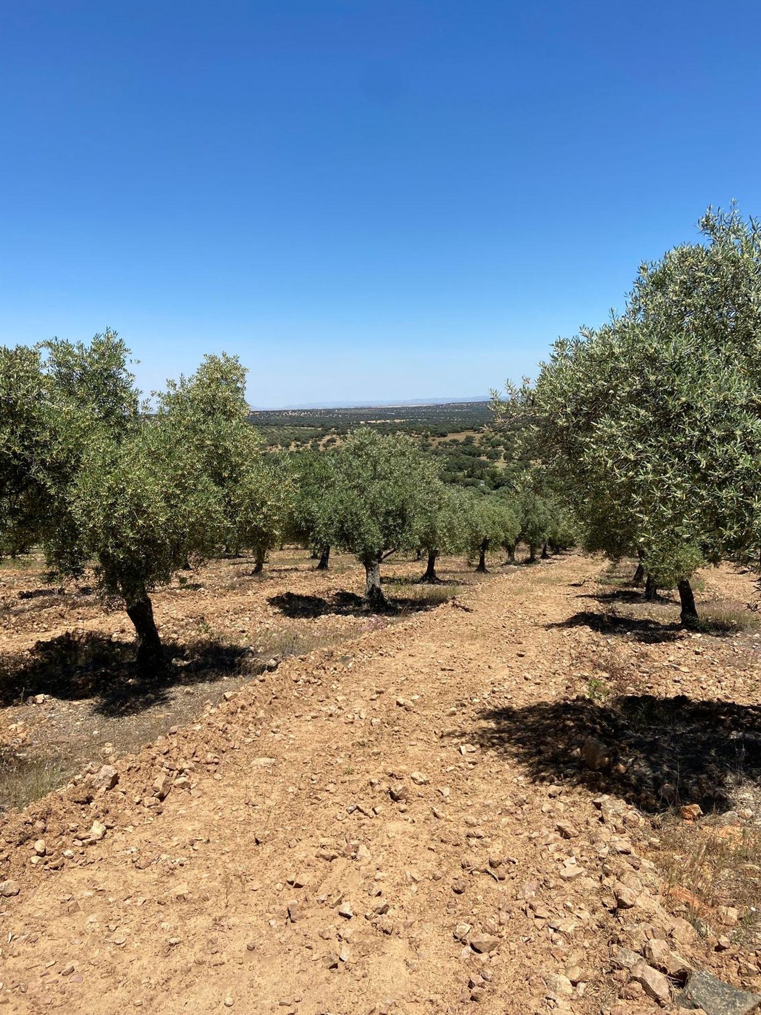 Cortijo en Cortijo en Carretera de Peñarroya a Villanueva del Duque s/n - Foto 2