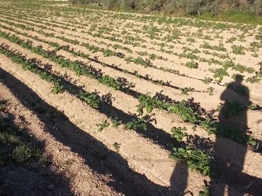 Finca rústica en  Carril de los Murcia 5 - Foto 9