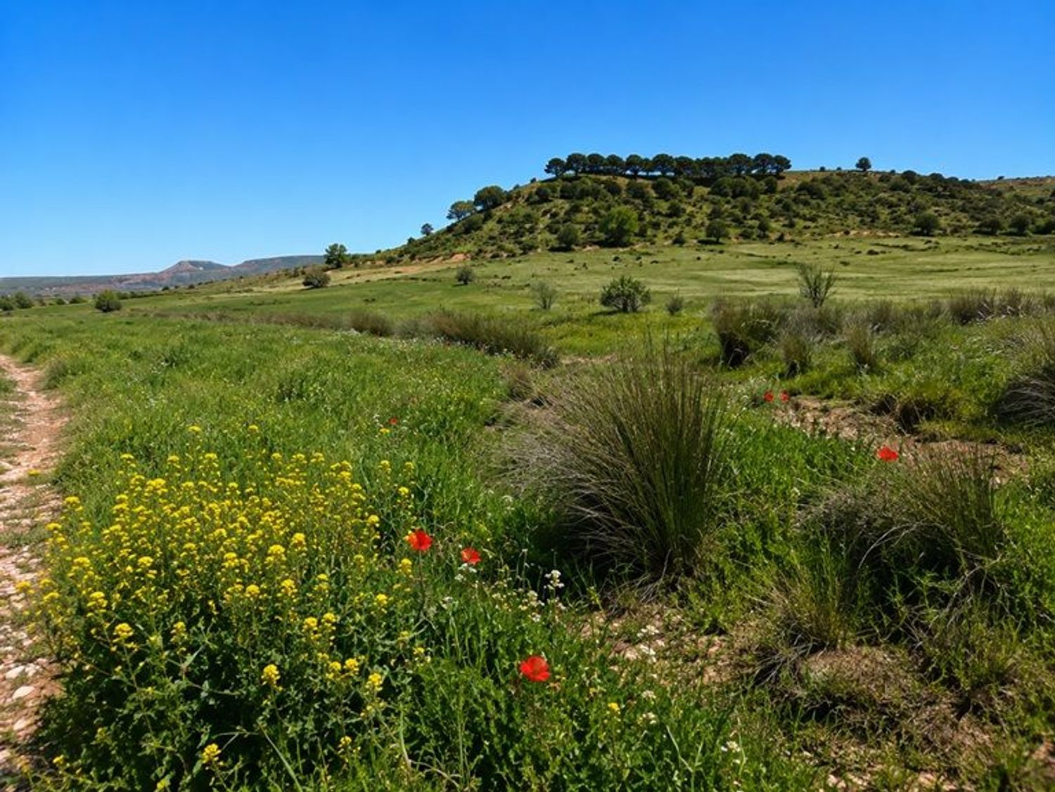 Cortijo en Carretera Ciudad Real-Murcia s/n - Foto 7