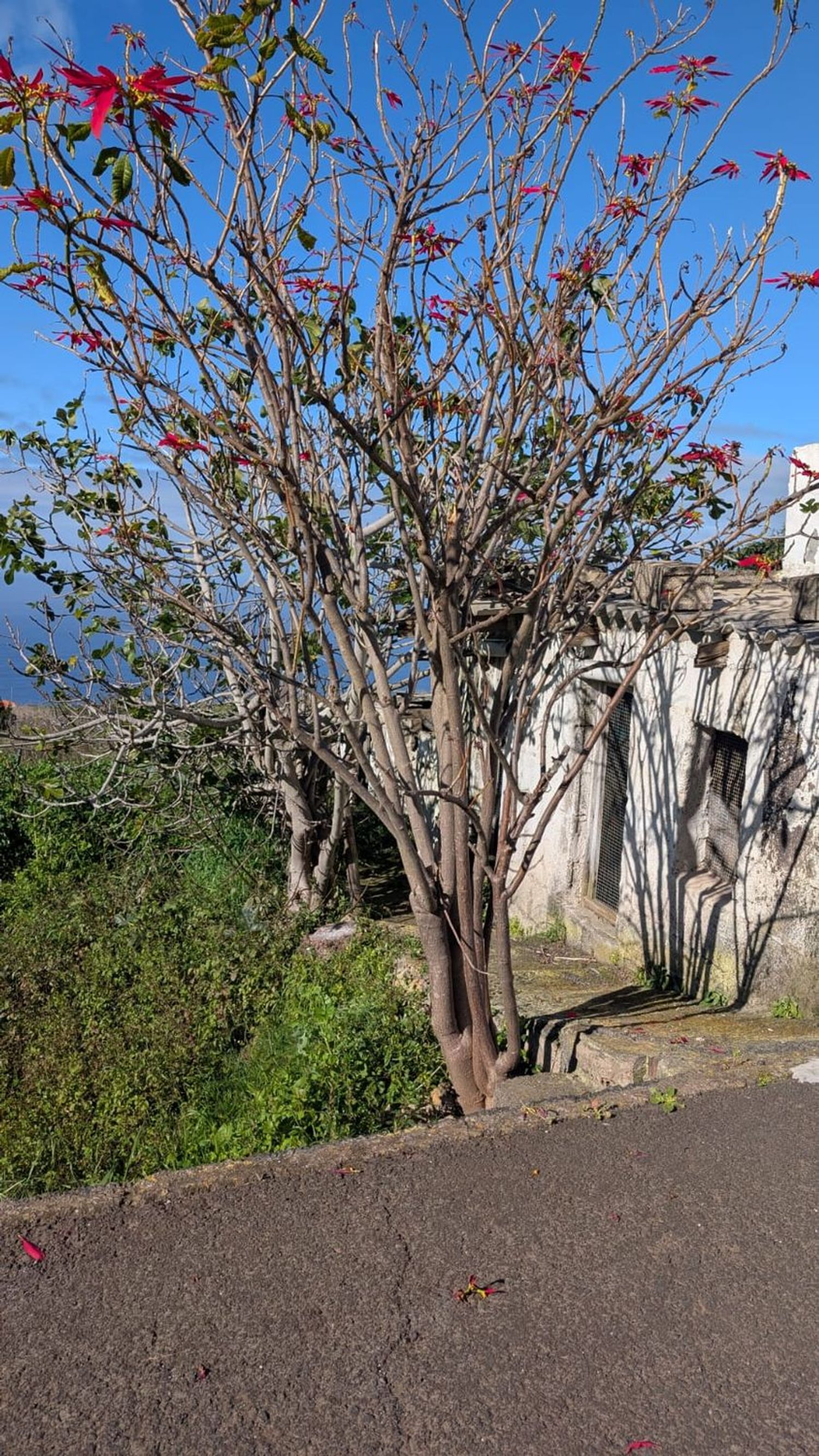 Casa o chalet independiente en Carretera la Vera Alta, 17 - Foto 5
