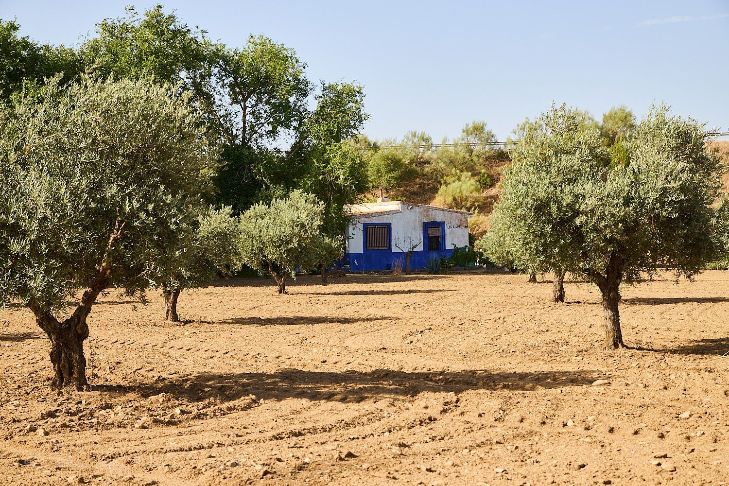Finca rústica en Camino de la Mata s/n - Foto 12