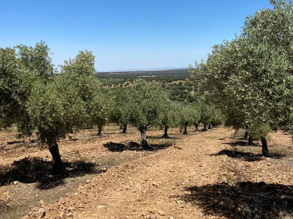 Cortijo en Cortijo en Carretera de Peñarroya a Villanueva del Duque s/n - Foto 2