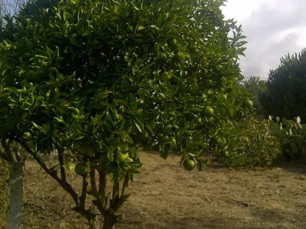 Casa independiente en camino de Melilla s/n - Foto 13