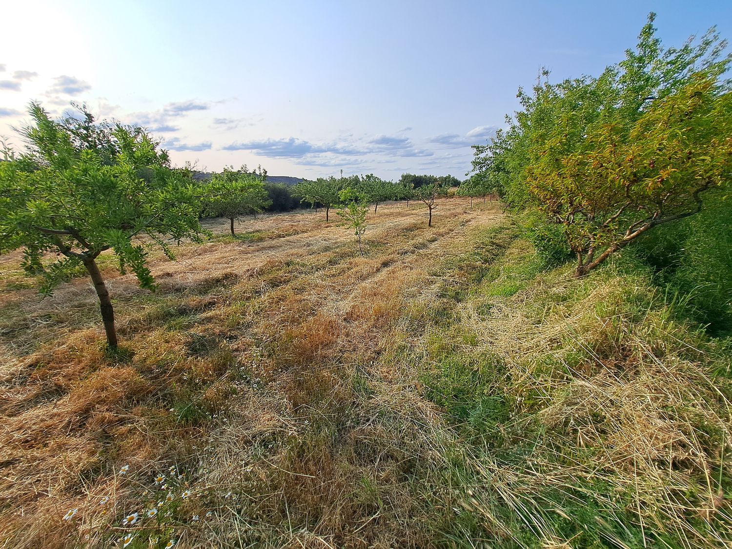 Cortijo en Camino del Castañar s/n - Foto 32