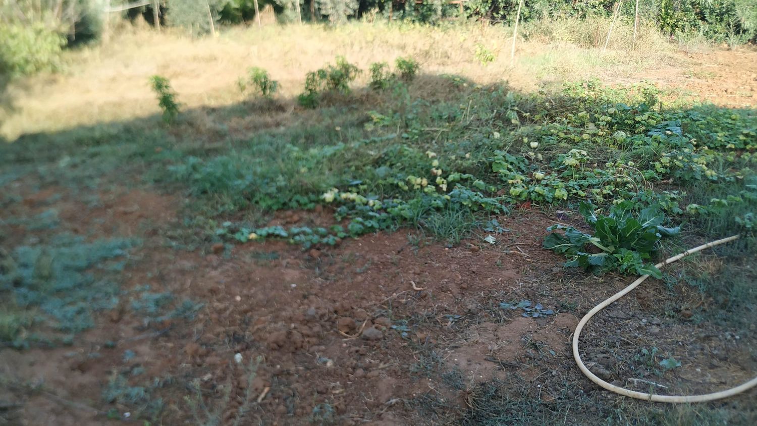 Finca rústica en Diseminados dirección a Puñanilla s/n - Foto 31