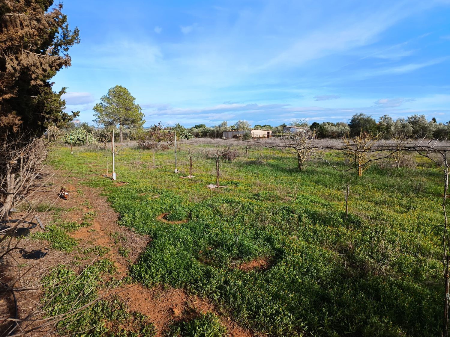 Finca rústica en camino Vell de Cala Pi, 1 - Foto 12
