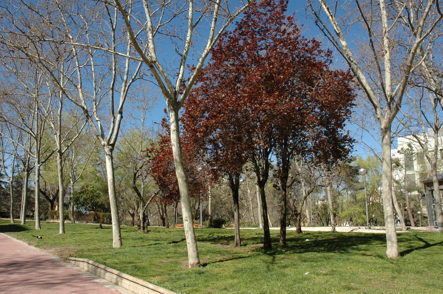 Piso en calle Ginzo de Limia, 7 - Foto 4