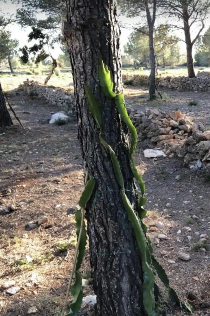 Finca rústica en  Passeig de I'Almadrava 13 - Foto 3