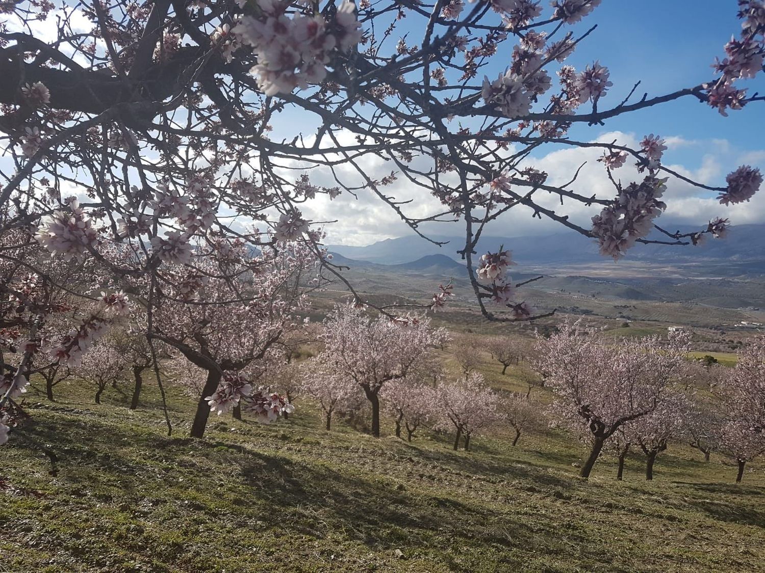 Cortijo en Cortijo en Al-7101, 1 - Foto 6