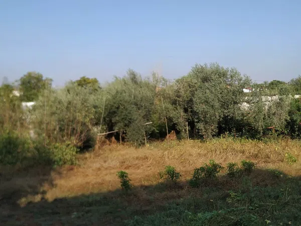 Finca rústica en Diseminados dirección a Puñanilla s/n - Foto 30