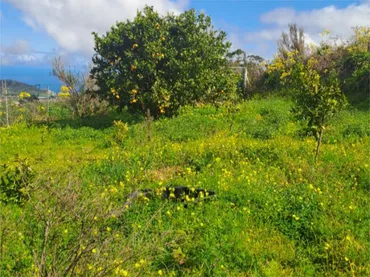 Terreno No Urbanizable en  Camino Real 308 - Foto 13