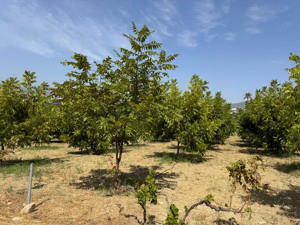 Casa rural en Camino de Campanales, 1, Las Cañadas - Foto 13