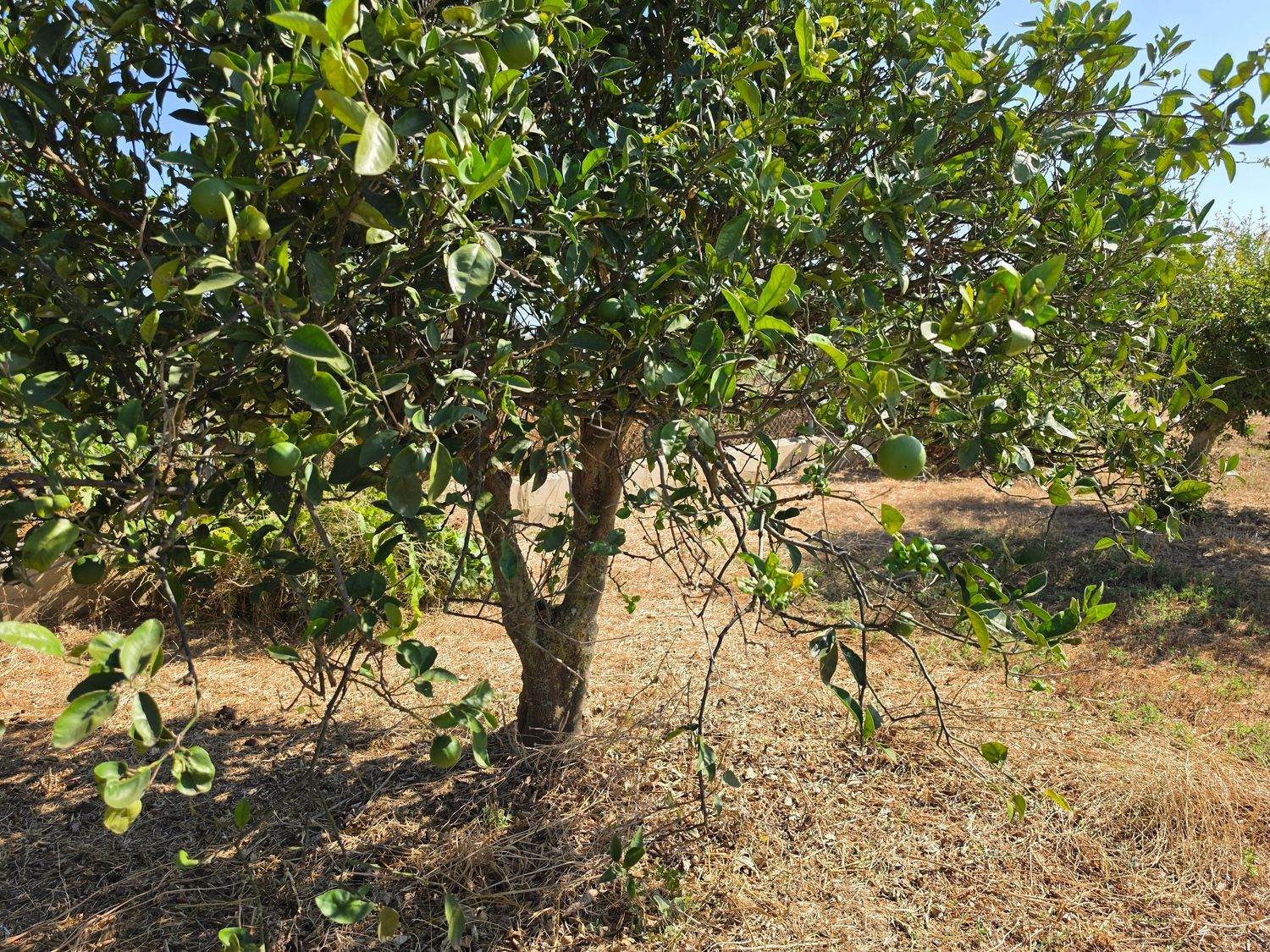 Finca rústica en Vereda de la Tarde, 3, Núcleo Urbano, Núcleo Urbano - Foto 21