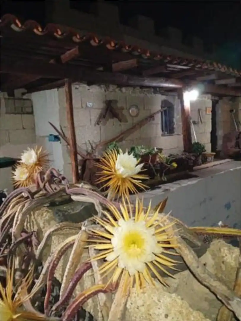 Estudio en El Desierto, Granadilla - Foto 9