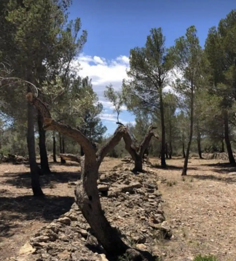 Finca rústica en  Passeig de I'Almadrava 13 - Foto 14