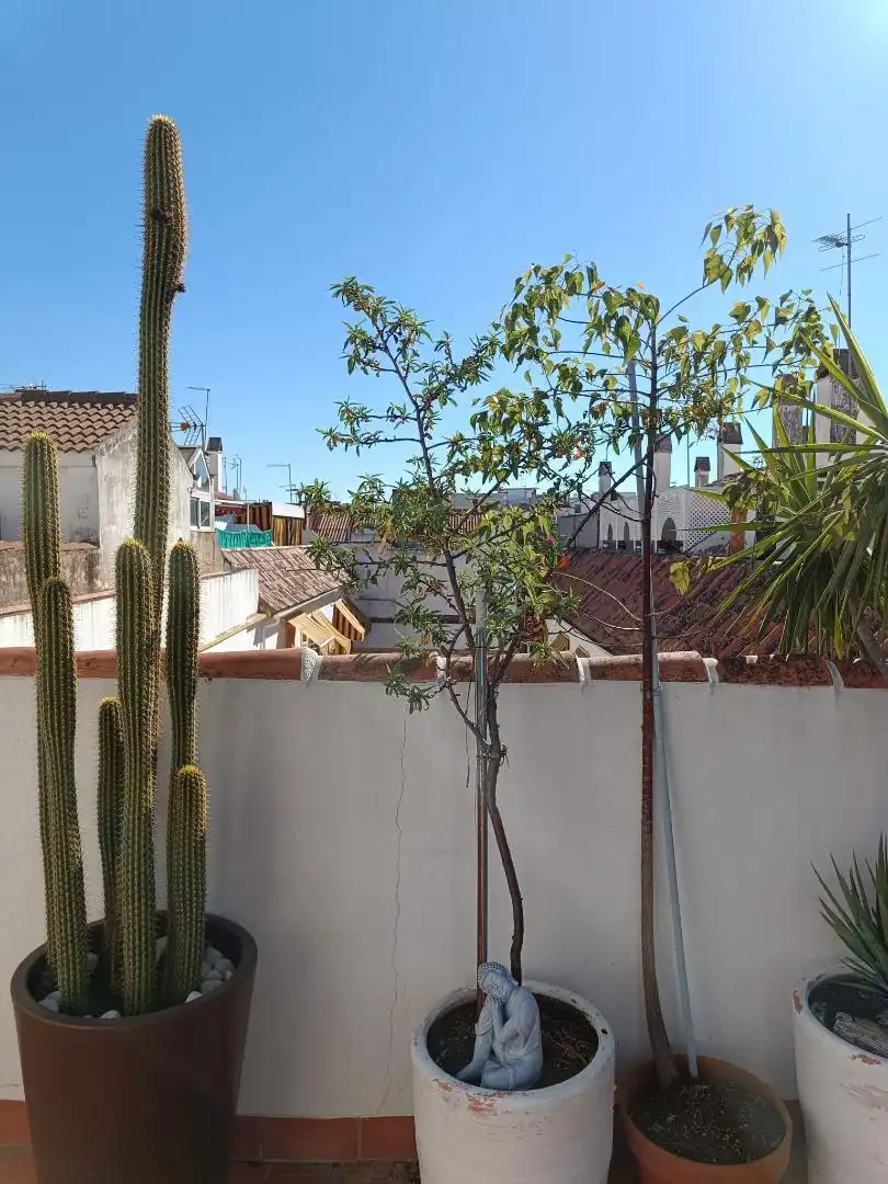 Casa adosada en  Calle la Palma 5 - Foto 20