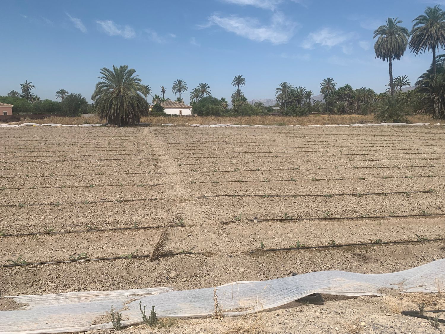 Finca rústica en Carretera de Elche a Casas del León, 30, Algoda-Matola-Llano de San José, Algoda-Matola-Llano de San José - Foto 12