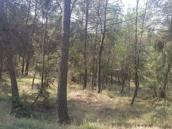 Finca rústica en Carretera del Mujal, 1 - Foto 2