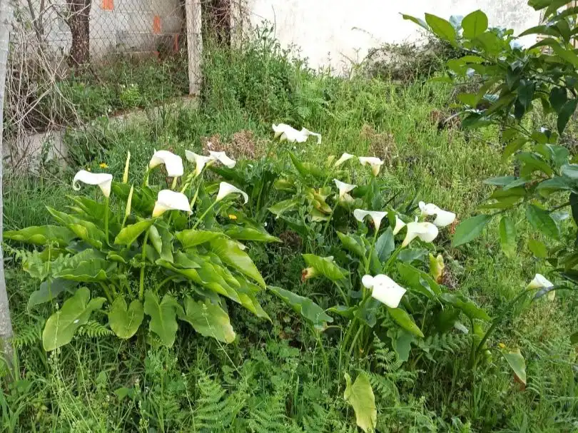 Planta baja en  Rúa Doutor Martínez Rodríguez 22 - Foto 35